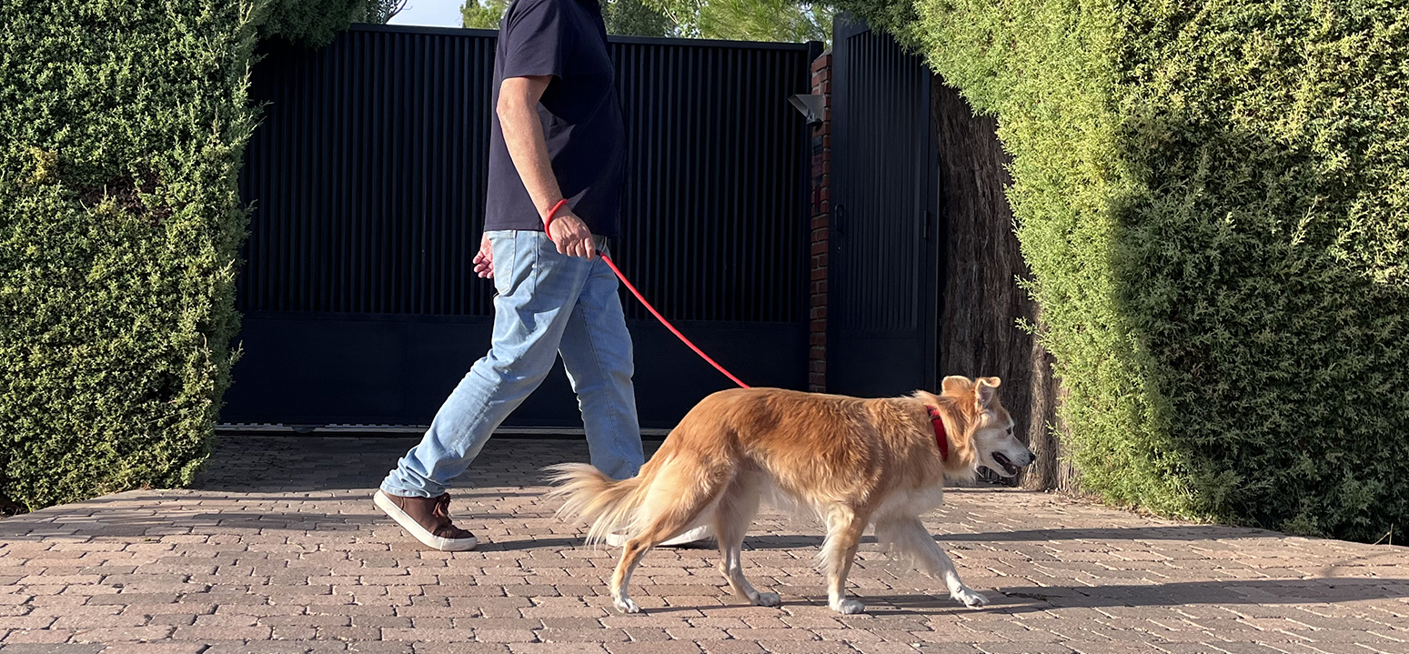 Paseo de mascota